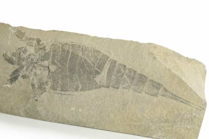 Eurypterus (Sea Scorpion) Fossil - New York #369331